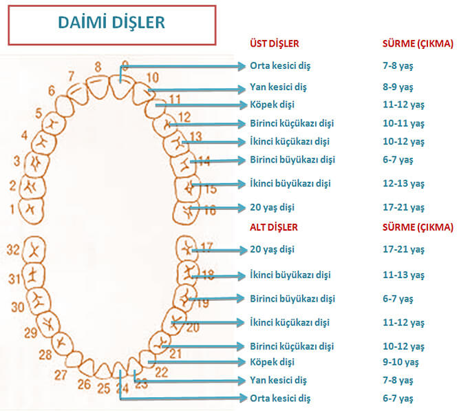 Erişkin Dentisyonu